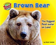 Brown Bear: The Biggest Meat-eater on Land