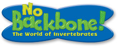 No backbone! The World of Invertebrates